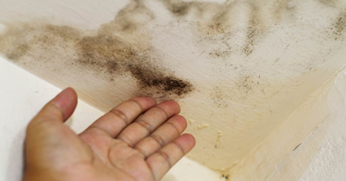 Mold Damage